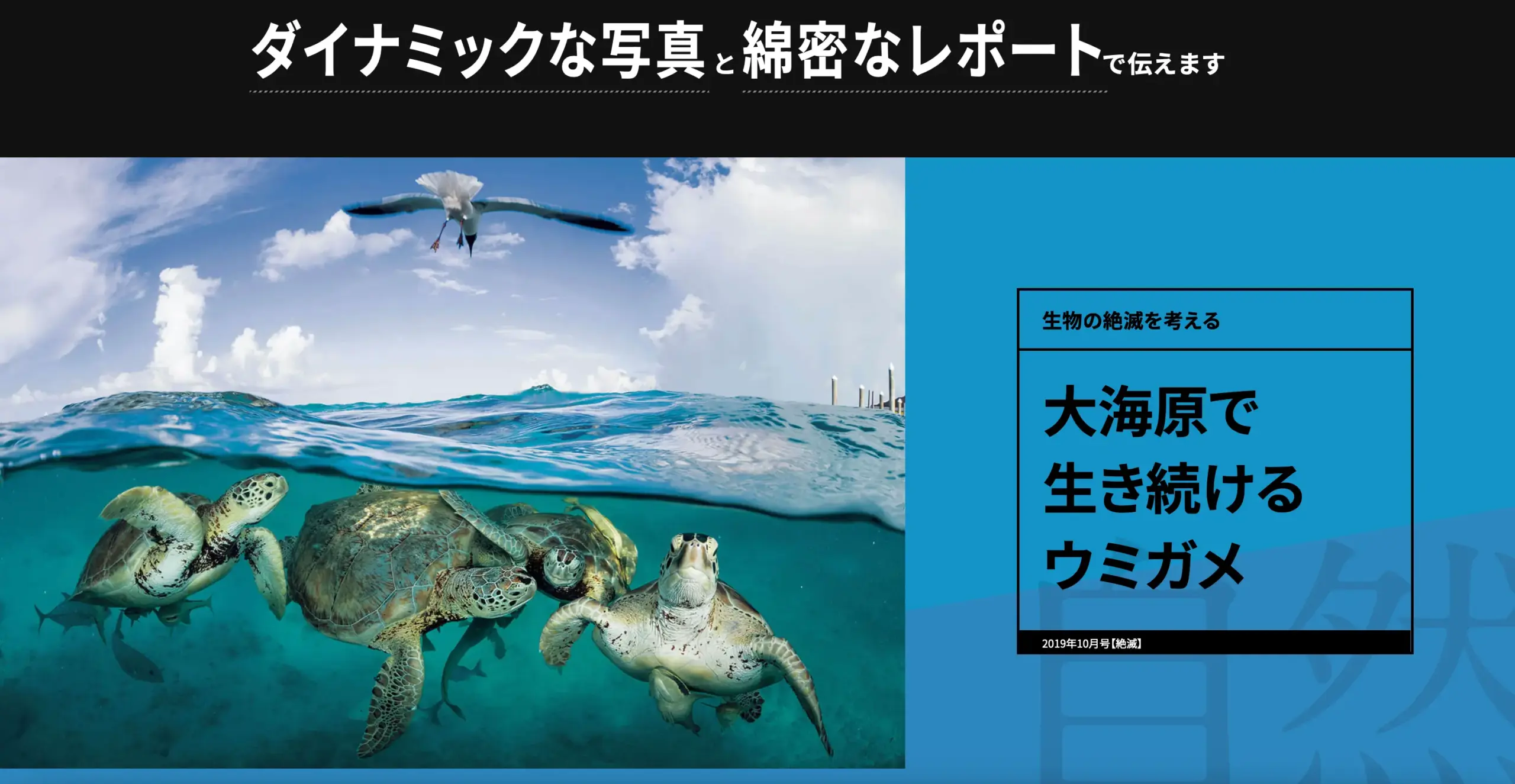 ナショナルジオグラフィック