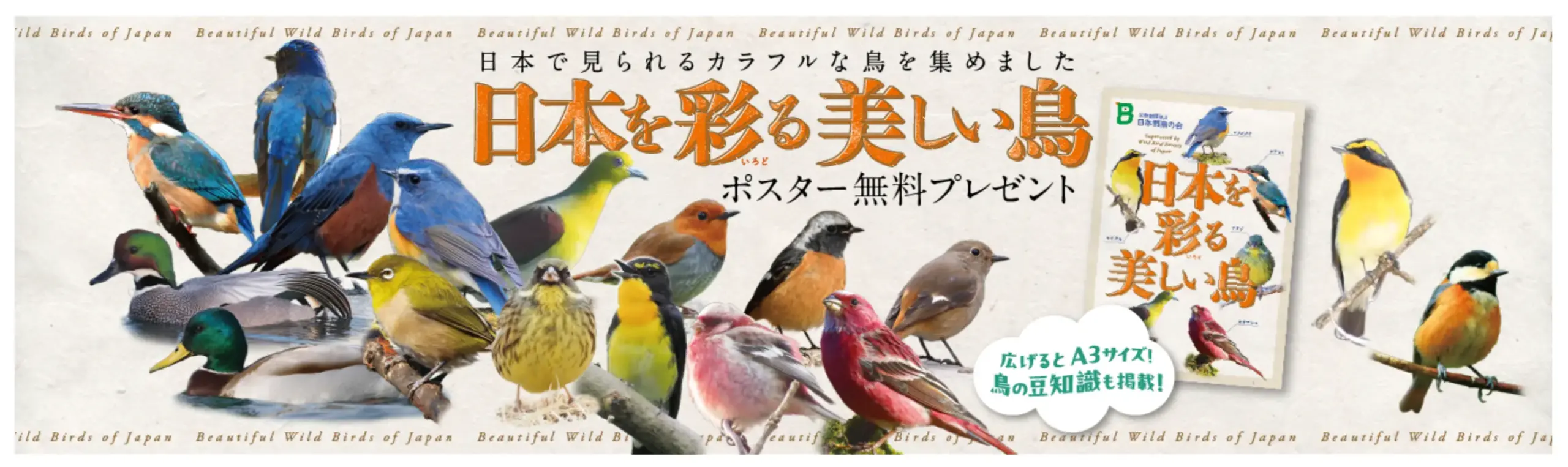 日本野鳥の会
